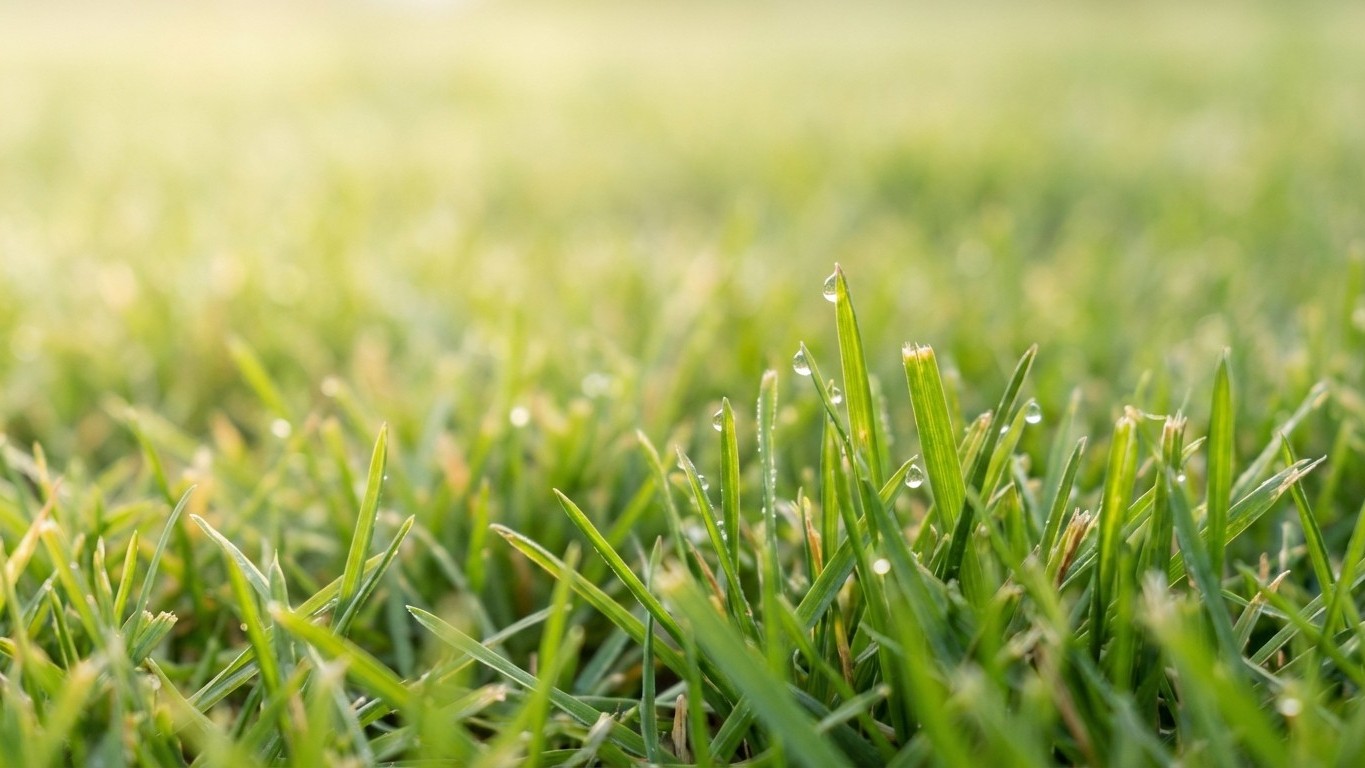 Je pensais bien faire en tondant dès février : j'ai tout abîmé