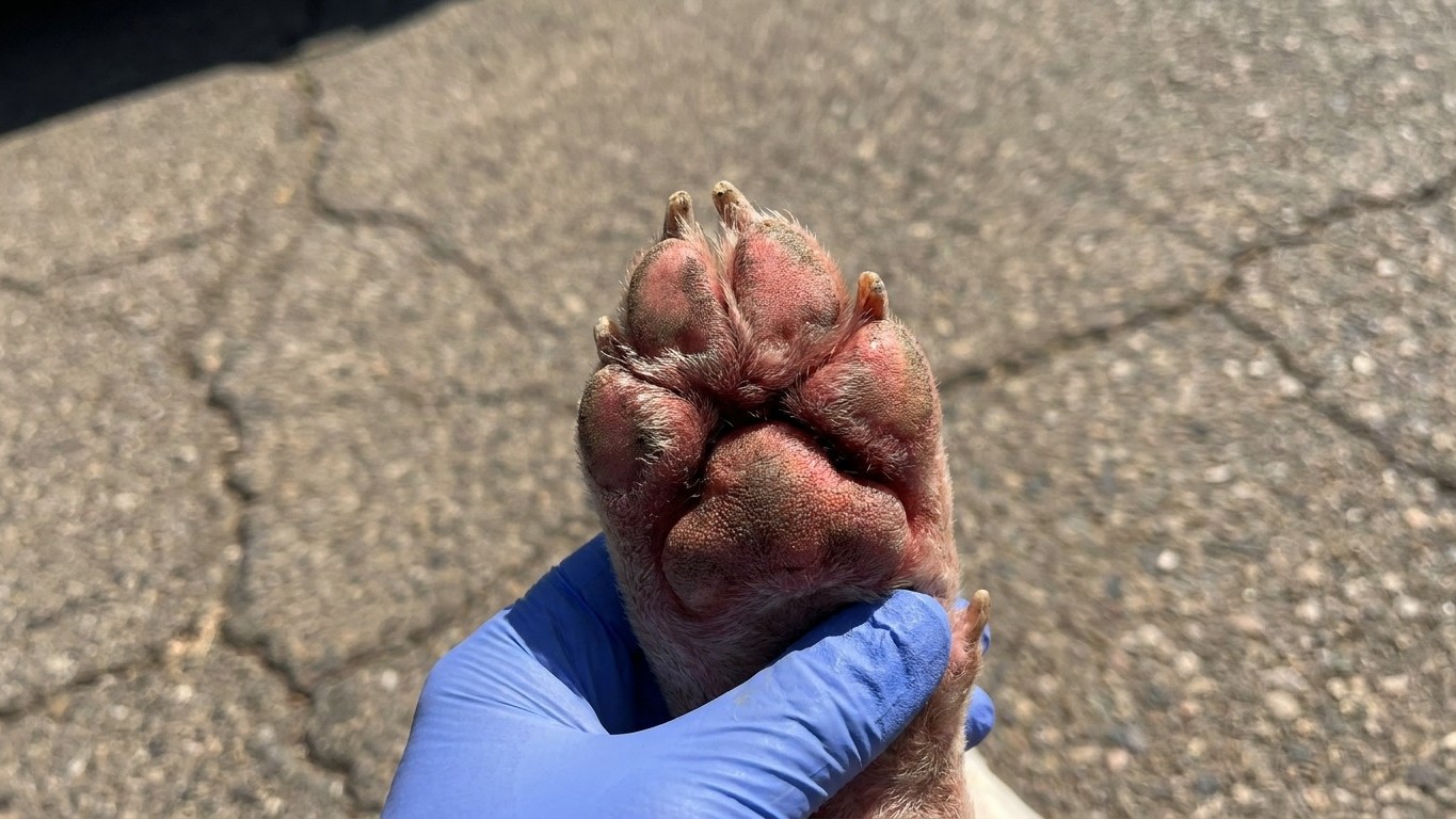 « Il refusait d'avancer sur le trottoir » : le vétérinaire m'a montré ce que l'asphalte à 55°C avait fait à ses coussinets