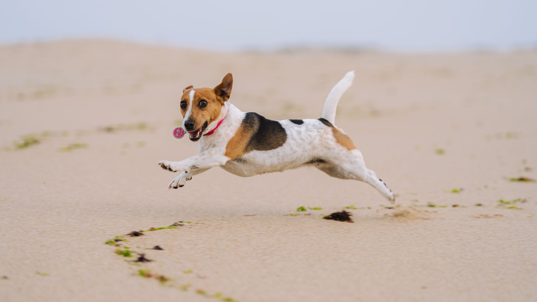 J'ai accroché un AirTag au collier de mon chien juste pour les balades en forêt : le jour où il s'est perdu, la position n...