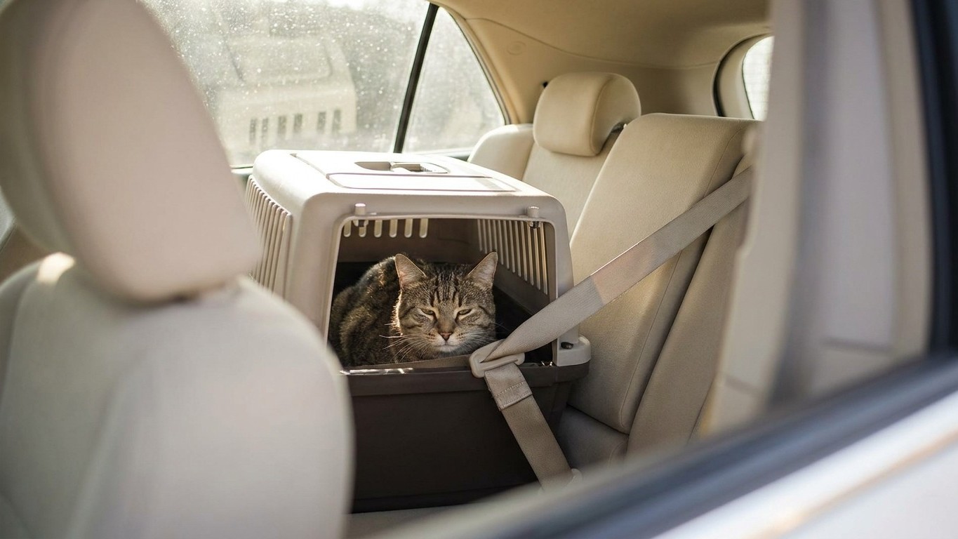 « Je ne savais pas que je risquais une amende » : ce que le Code de la route impose quand votre chat voyage libre dans la ...