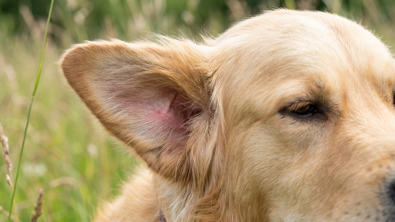 Votre chien se secoue la tête après une balade dans les herbes hautes ? Ce n'est pas un tic, c'est une graine qui ne resso...