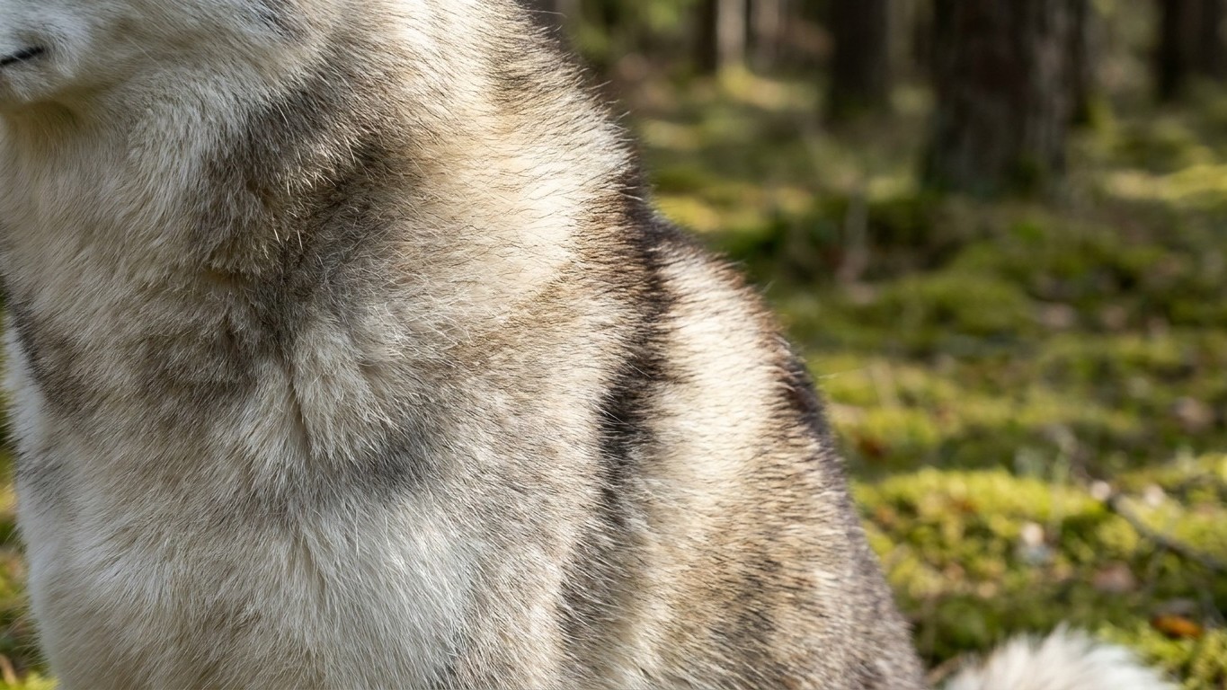 Vous tondez intégralement votre chien par amour pour l'aider à supporter l'été : ce que sa peau subit en silence une fois ...