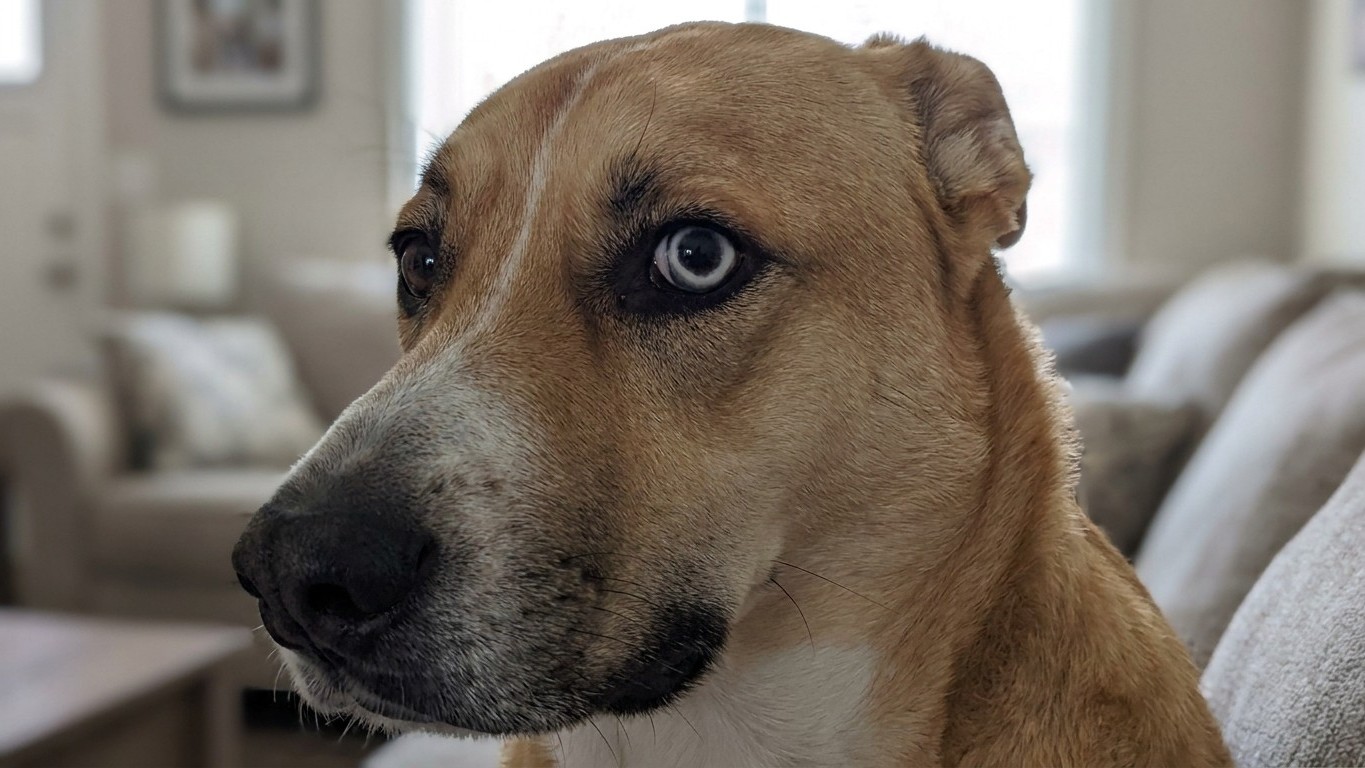 Ce geste que votre chien répète quand un enfant le serre est le dernier avertissement avant le grognement