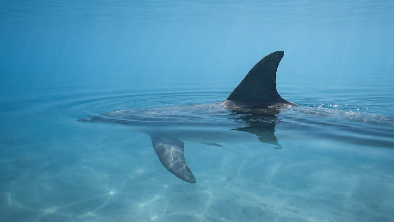 Fini les spectacles de dauphins à Beauval : ce qui attend les pensionnaires du bassin n'a rien d'une retraite tranquille