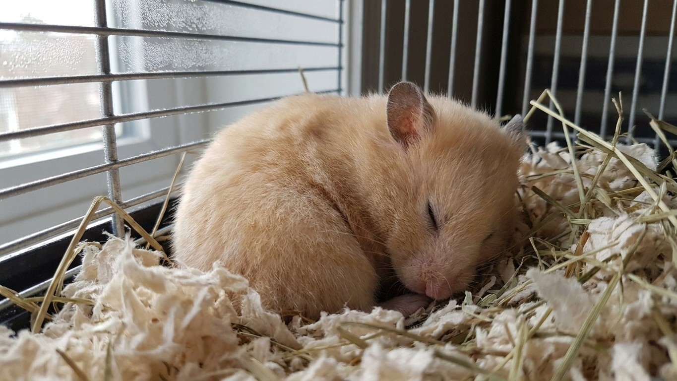 J'ai trouvé mon hamster raide et glacé au fond de sa cage un matin de novembre : avant de creuser un trou dans le jardin, ...