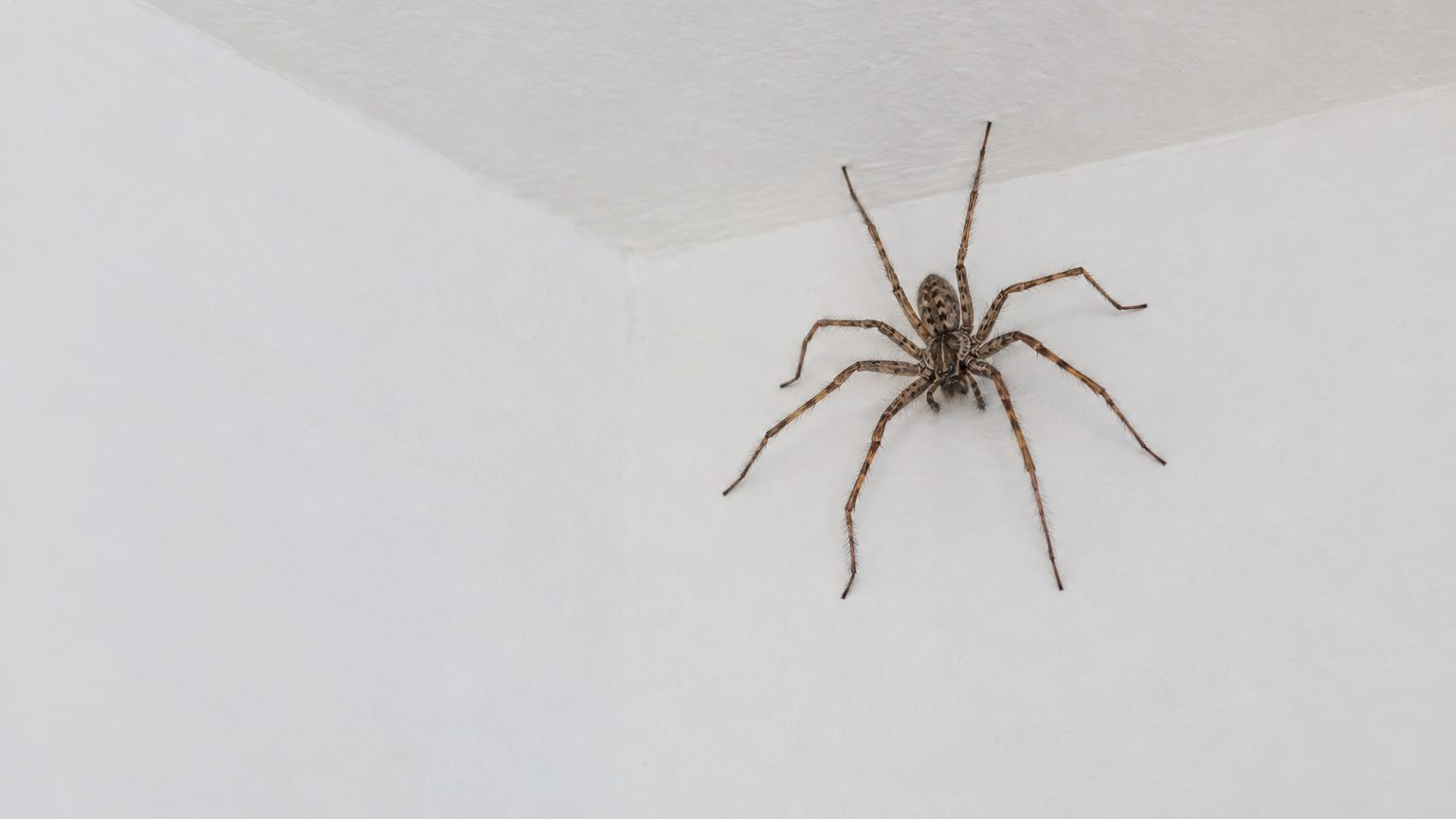 Araignées dans la maison en automne : pourquoi elles apparaissent et comment les faire sortir