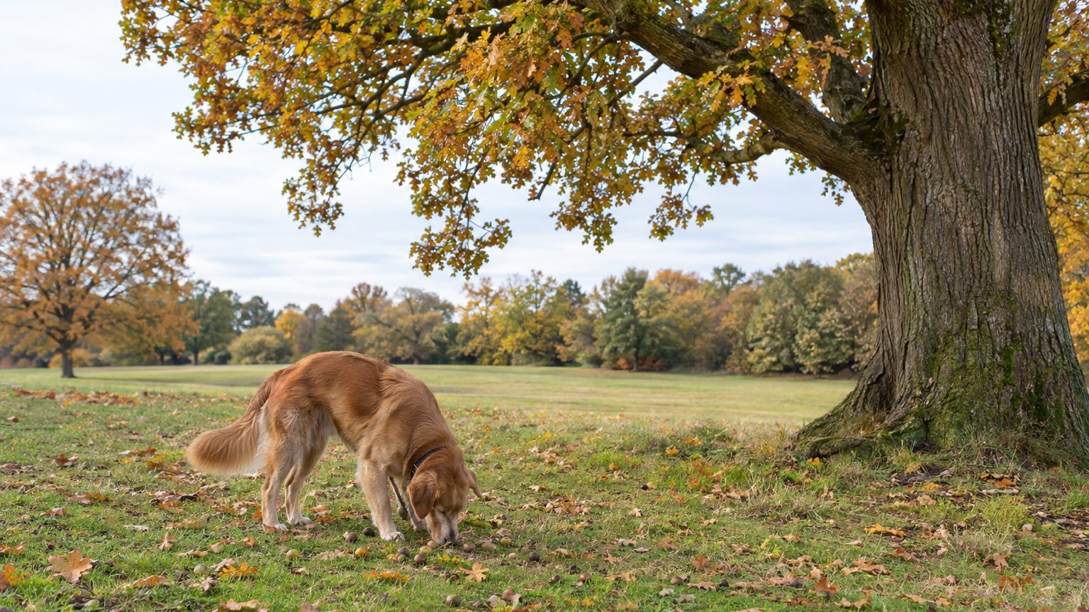 Chien qui a mangé des glands : quels risques, quels signes surveiller et quand appeler le vétérinaire