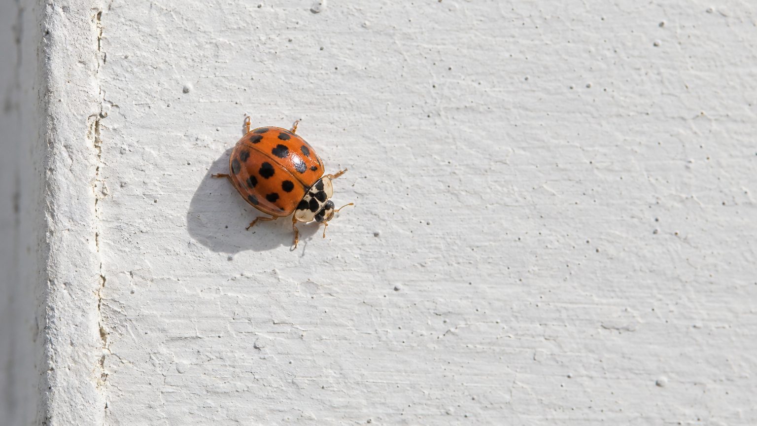 Coccinelles asiatiques dans la maison : que faire pour s'en débarrasser sans tacher