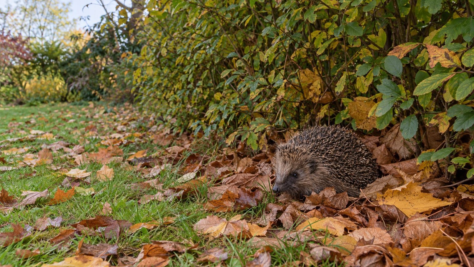 Hérisson dans le jardin en automne : que faire pour l'aider à passer l'hiver (et ce qui est interdit)